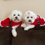 Pam Boyle - @pam.simone.holly - Instagram
