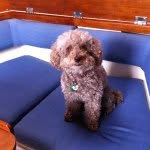 Pam Bryson - @clemthepoodle - Instagram