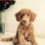 Pam Bucci - Facebook