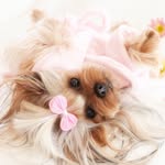 Michelle Robinson - @pamperedpoochesofburnham - Instagram