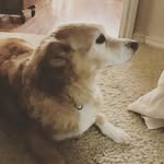 Pamela Robertson Burnham - @pburenki - Instagram