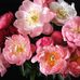Pam Carmichael Fine Art - Facebook