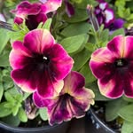 Pam Carnes Herndon - @thefunmimi - Instagram