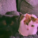 𝕮𝖆𝖘𝖕𝖊𝖗 & 𝓟𝓪𝓶 - @casper_and_pam - Instagram