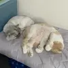 用户7241877693059 - @pamchang1983 - TikTok