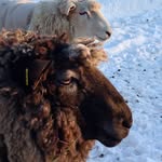 Pam Child - @hatchtownfarm - Instagram