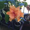 Mariapam - @pamching - TikTok