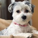 Molly (Pam) Clancy - @molly_the_morkie201 - Instagram
