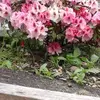 Pam Clay - @pam.clay2 - TikTok