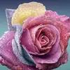 pamelacleary06 - @pamelacleary06 - TikTok
