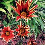 Pam Clements Rutherford - @pamiruru - Instagram