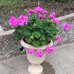 Pam McCarty Cobb - @grammy_cobb - Instagram