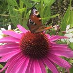 Pam Colvin - @pamela_grace1956 - Instagram