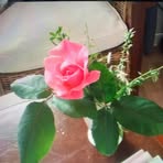 Pamela Daggett - Facebook