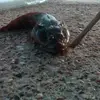Spam Digby3 - @spamzdigby - TikTok