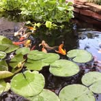 Pam Dirks - Facebook