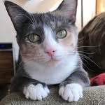 Pam Doan - @kitty_pam_doan - Instagram