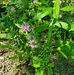 Pam Doane - Facebook