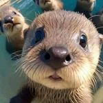 Pam Doherty Bray - @pamandskipper - Instagram