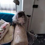 Pam Dooley - @mogs28pd - Instagram