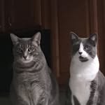 Pam Dore - @pamcat3 - Instagram