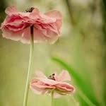 Pam Dougherty - @pamiam222 - Instagram