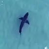 Dronesharkapp - @dronesharkapp - TikTok