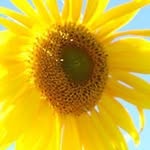 Pam Drew - @pjd8419 - Instagram