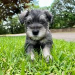 Pam Dudley - @schnauzerpam - Instagram