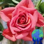 Pamela Dunning - Facebook