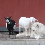 Pam Durham - @durhamfamilyfarm - Instagram