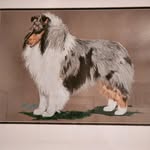 Pam Eddy - @sundowncollie - Instagram