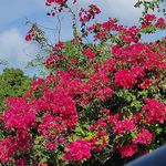 Pam Eliason - @pjhe60 - Instagram