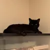Pammiepoo - @pameller8484 - TikTok