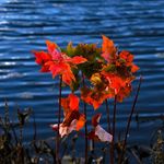 Pam Elrod - @pamzoepam - Instagram
