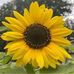 Pam Ervin - Facebook