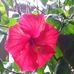 Pamela Erwin - Facebook