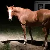 Pam Farris - @horsehead17 - TikTok