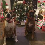 Pam Fields - @boxermom._ - Instagram