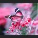 Pam Finzel - Facebook