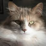 Pammy Cat - @pamforce - Instagram
