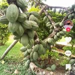 Pamford Gurah - @gurahpamford - Instagram