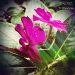 Pam Forte - @aymetrix - Instagram