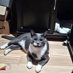 Pam Freund Clifford - @crazycatladyx5 - Instagram