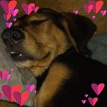 Pam Denardo Gable - @omgrabbit757 - Instagram