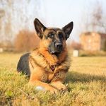 Граф-Шутц Хунд - @pam._graf_sh_hund_ - Instagram
