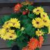 Pam Graf - Facebook