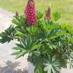 Pam Grant - @pam.grant.900 - Instagram