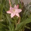 pamelagunn27 - @pamelagunn27 - TikTok