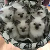 Pamela Halliday - @pamela.halliday - TikTok